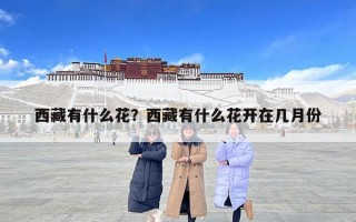 西藏有什么花？西藏有什么花開在幾月份