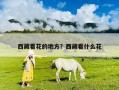 西藏看花的地方？西藏看什么花