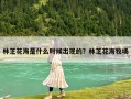林芝花海是什么時(shí)候出現(xiàn)的？林芝花海牧場